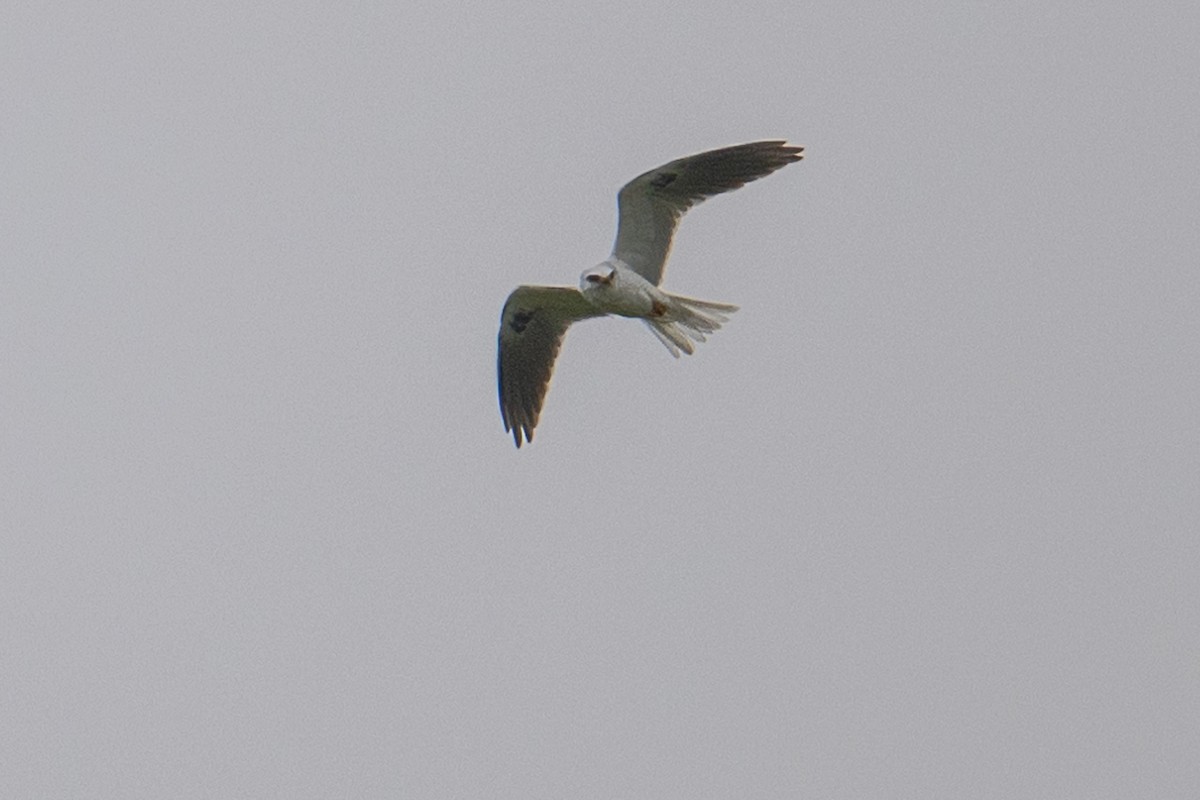 White-tailed Kite - ML619242383