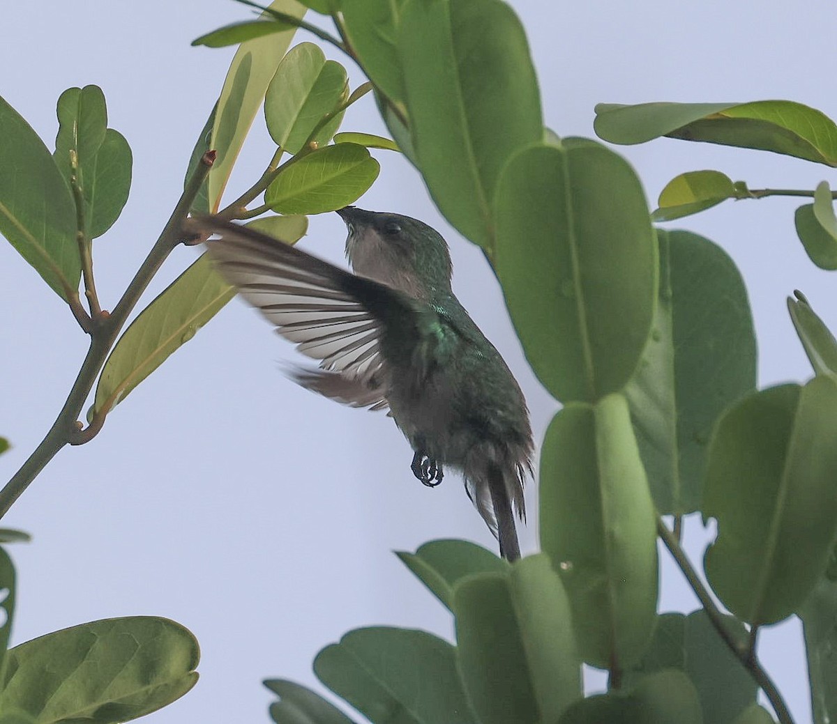 Antillean Crested Hummingbird - ML619242385