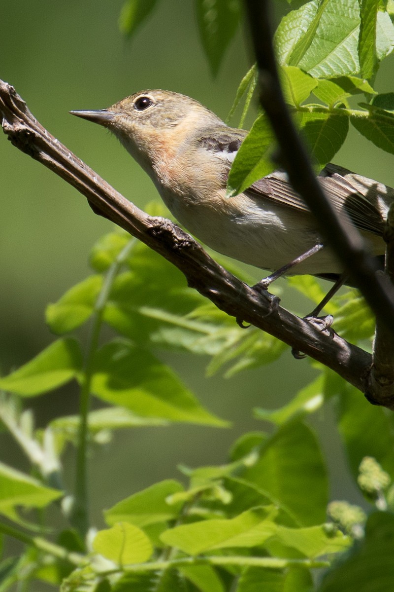 Bay-breasted Warbler - ML619242447