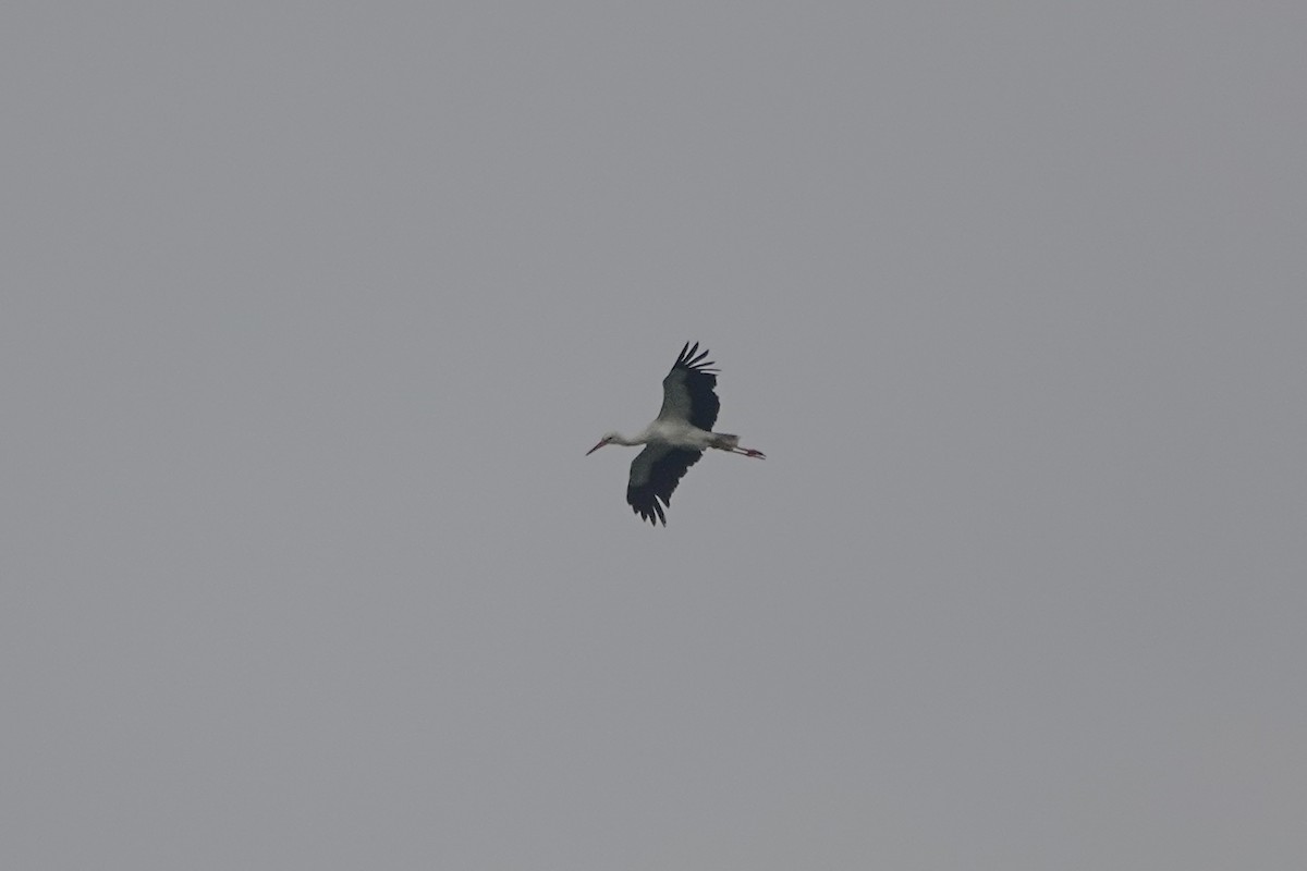 White Stork - ML619242502