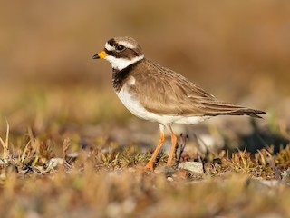  - Common Ringed Plover