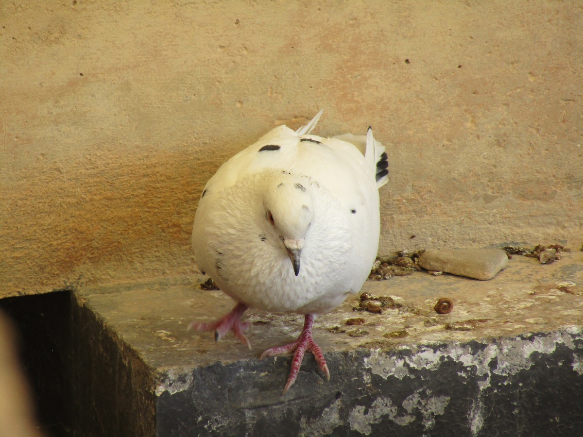 Rock Pigeon (Feral Pigeon) - ML619242561