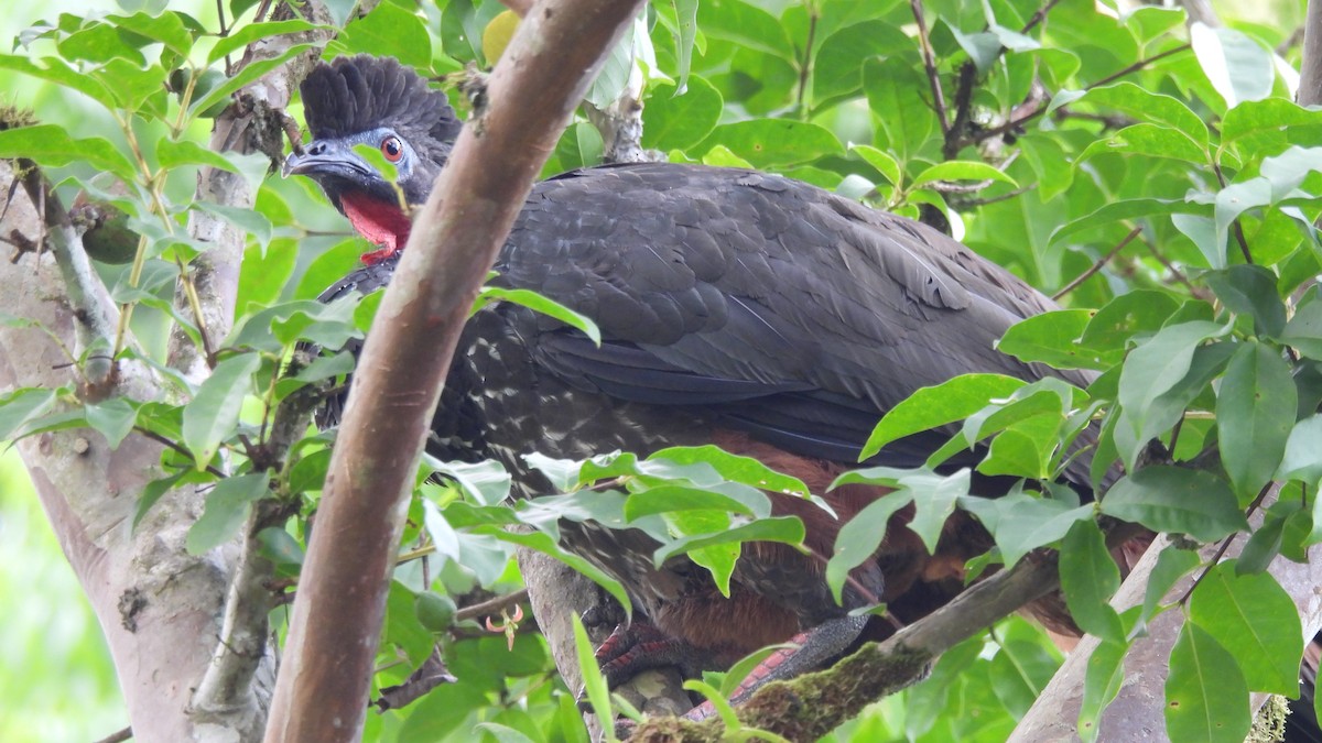 Crested Guan - ML619242574
