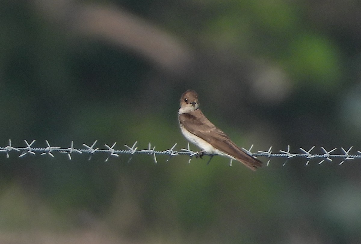 Northern Rough-winged Swallow - ML619242598
