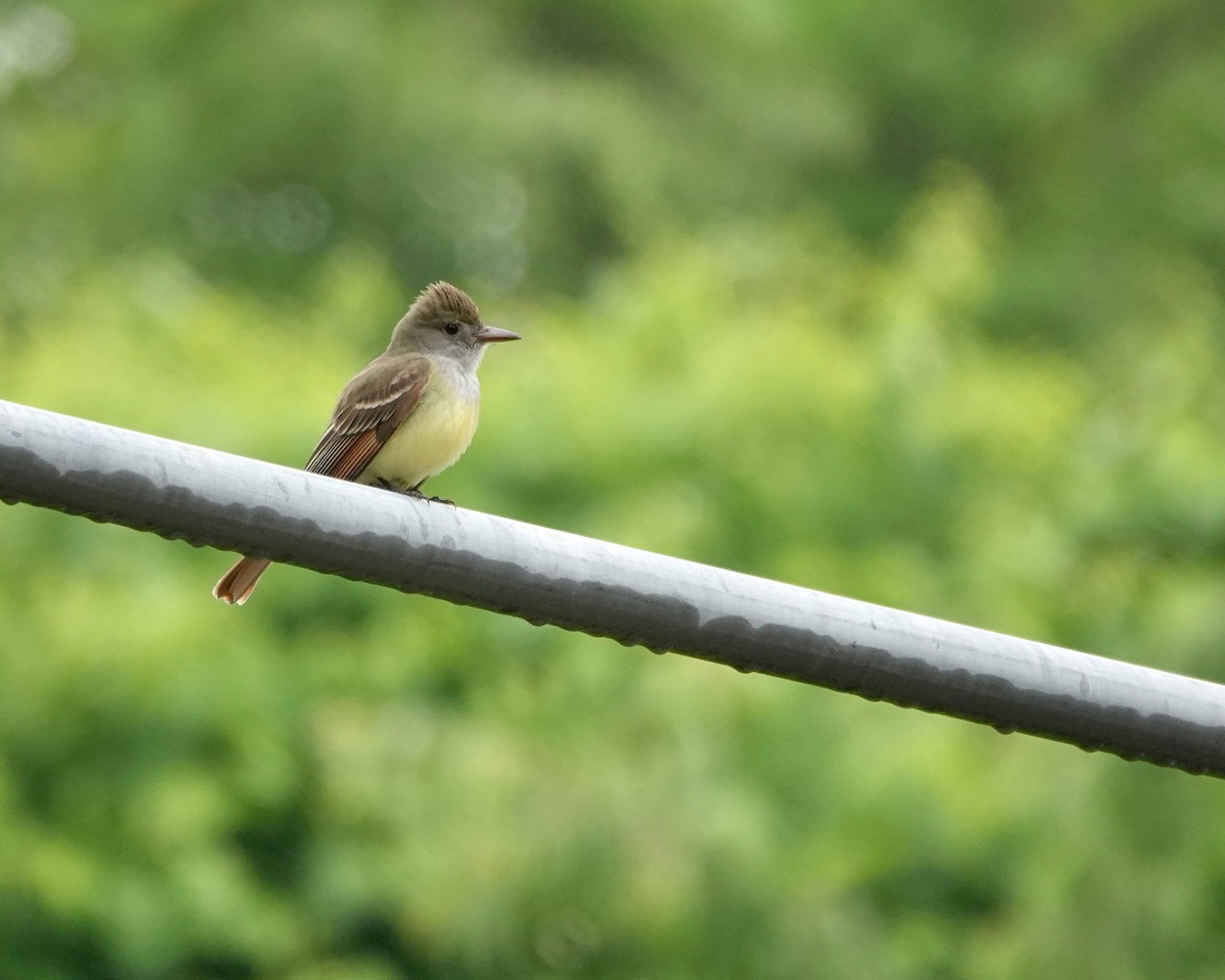 Great Crested Flycatcher - ML619242611