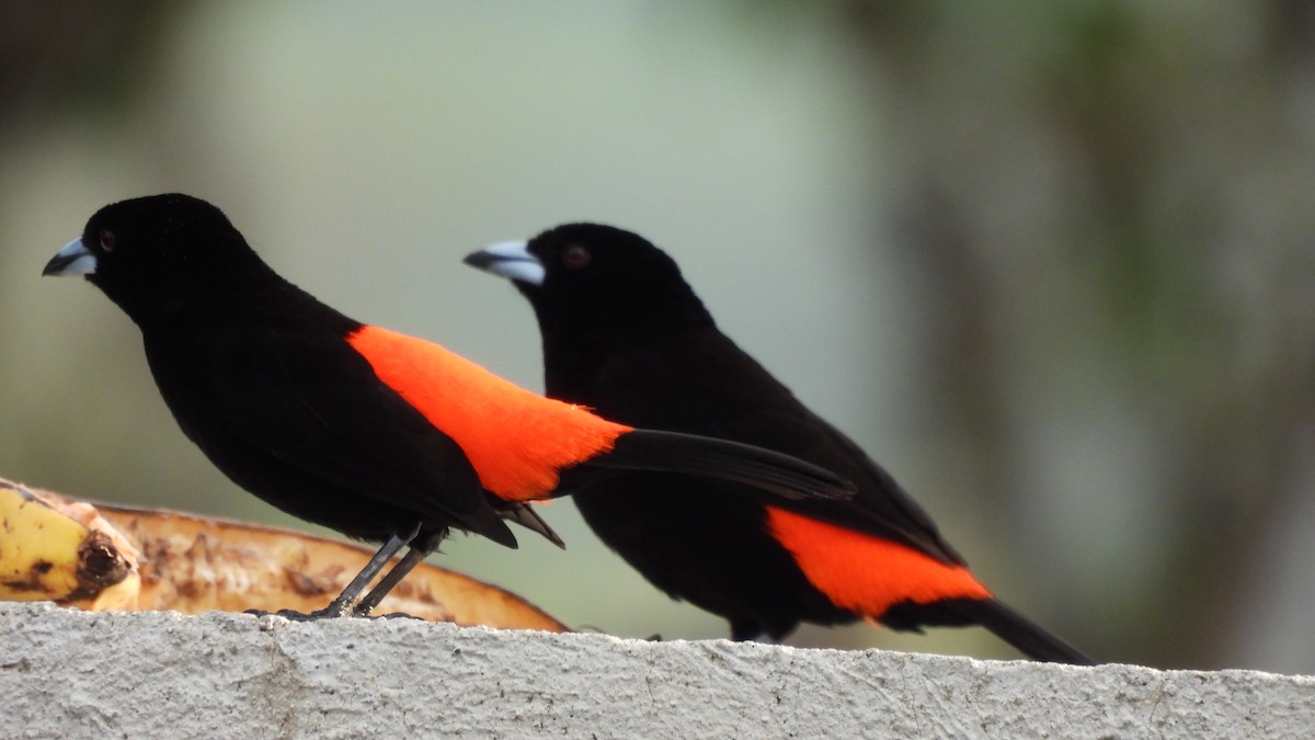 Scarlet-rumped Tanager - ML619242629