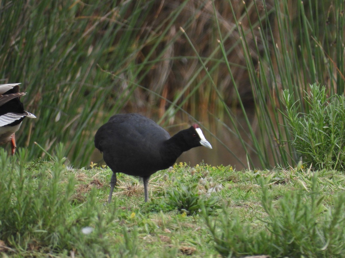 Red-knobbed Coot - ML619242664