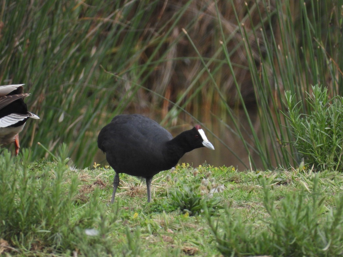 Red-knobbed Coot - ML619242676