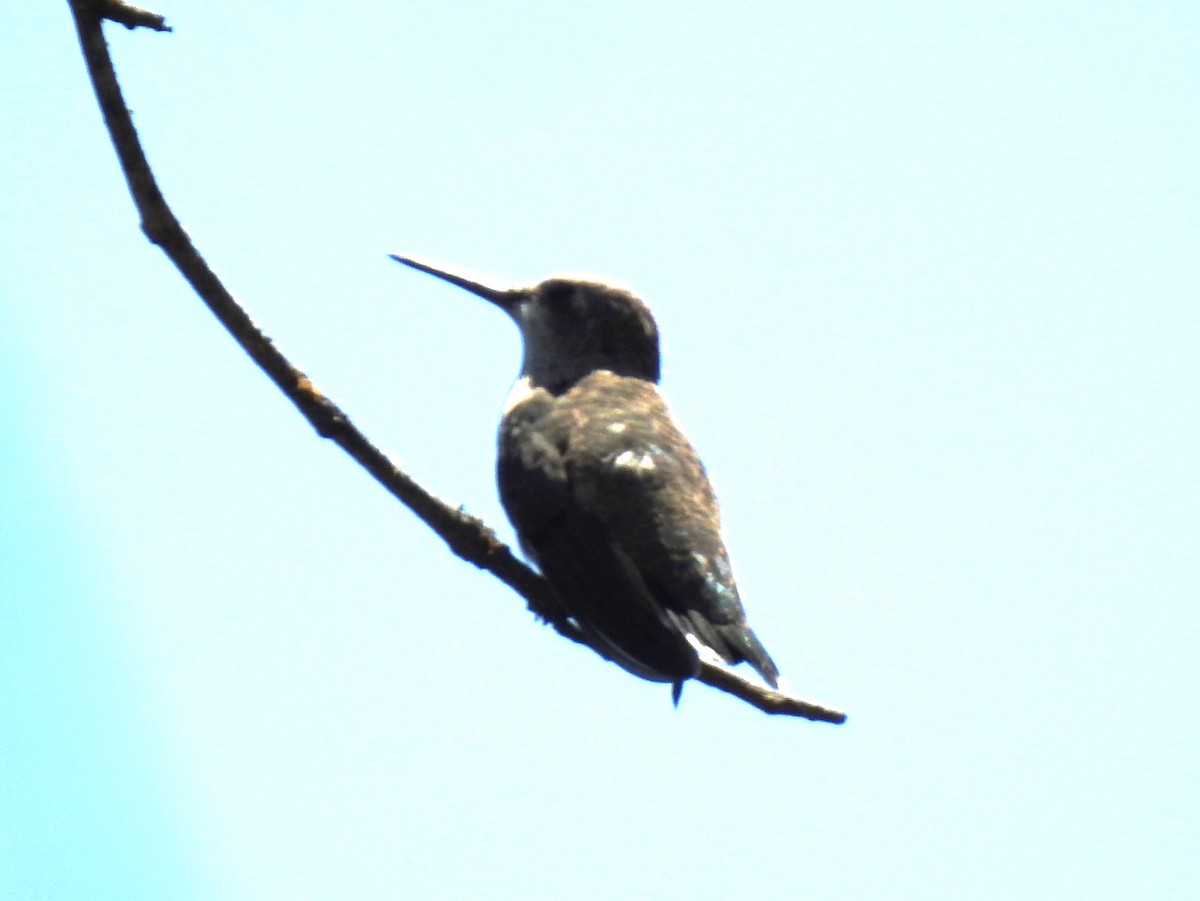 Black-chinned Hummingbird - ML619242684