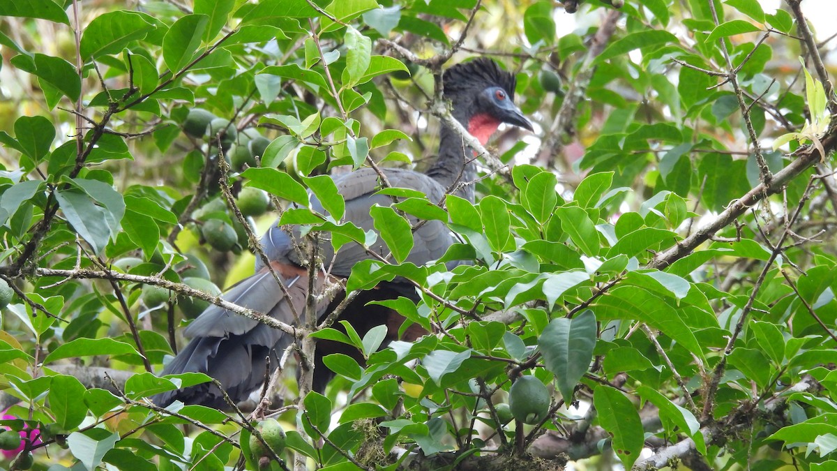 Crested Guan - ML619242685
