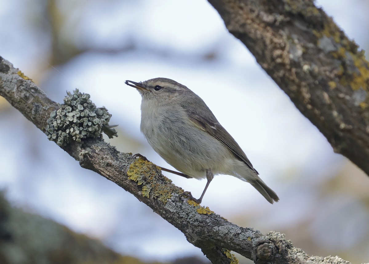 Hume's Warbler - ML619242724