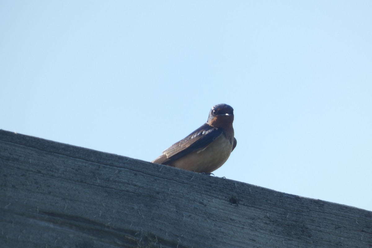 Barn Swallow - ML619242789