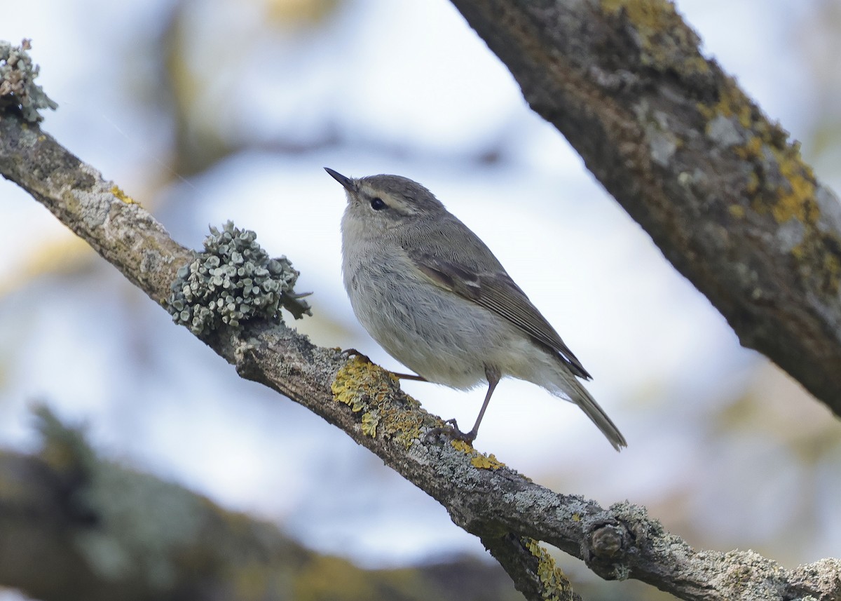 Hume's Warbler - ML619242793