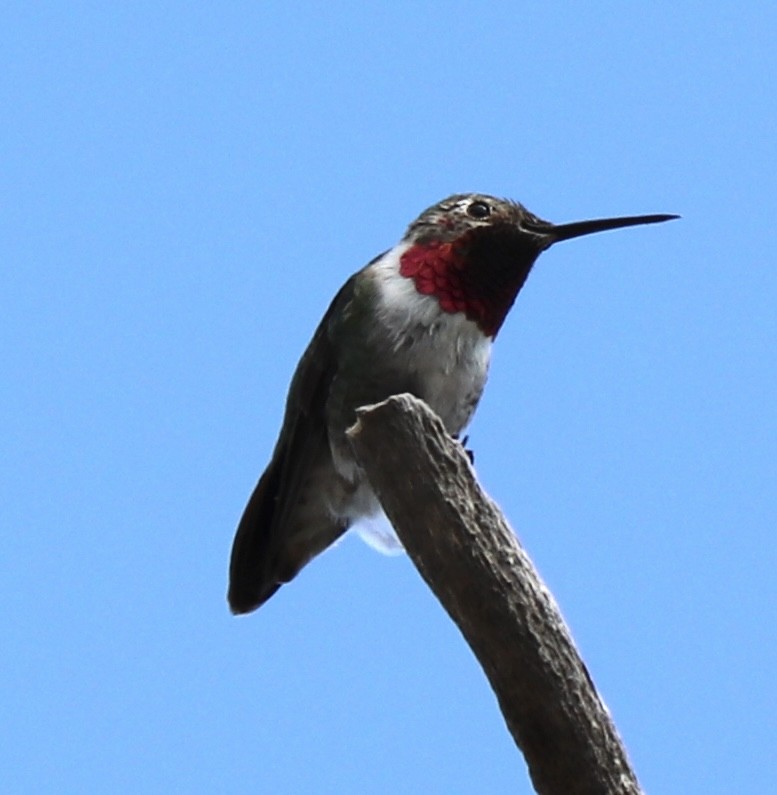 Broad-tailed Hummingbird - ML619242838