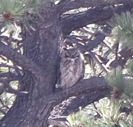 Great Horned Owl - ML619242863