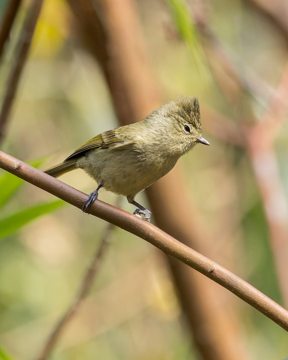 Yellow-browed Tit - ML619242884