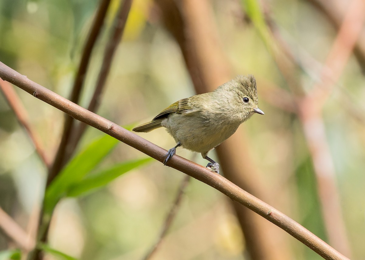 Yellow-browed Tit - ML619242885