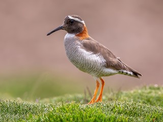  - Diademed Sandpiper-Plover