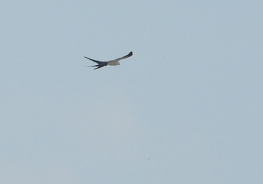 Swallow-tailed Kite - ML619242928