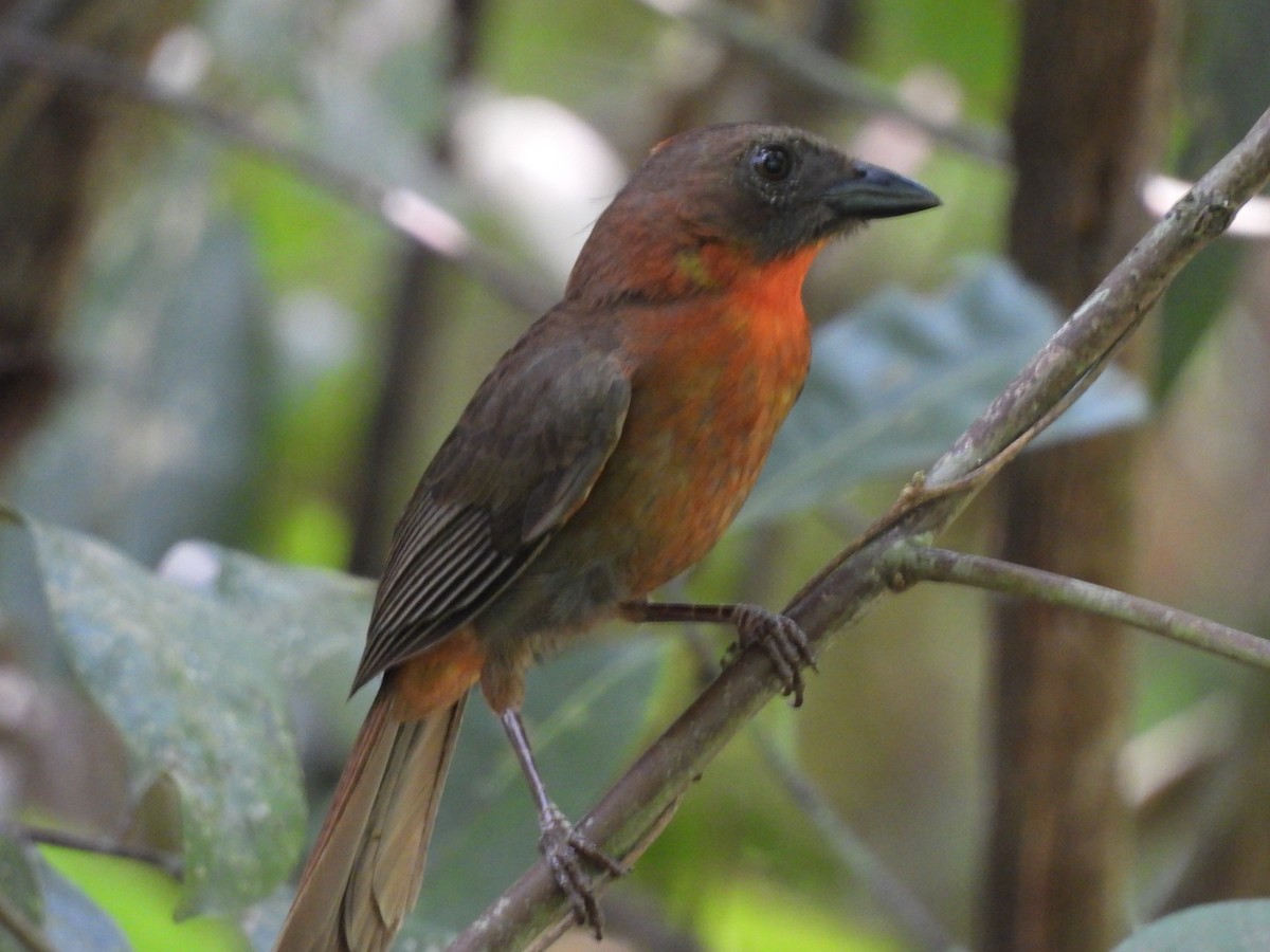 Red-throated Ant-Tanager - ML619242987