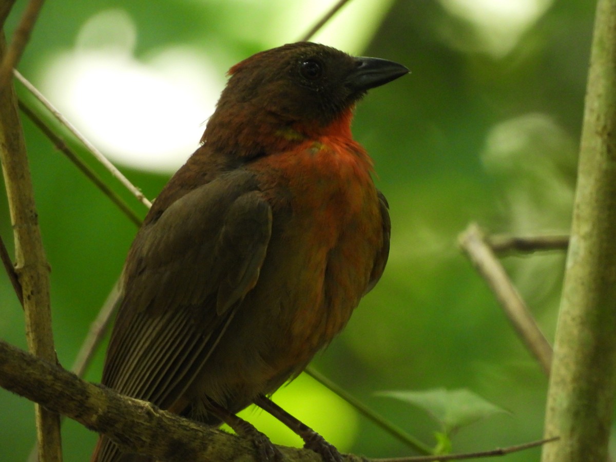 Red-throated Ant-Tanager - ML619242991