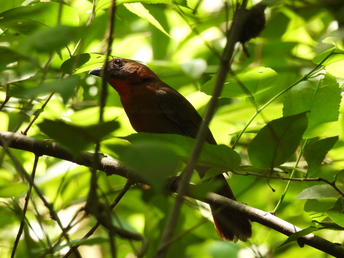 Red-throated Ant-Tanager - ML619242993