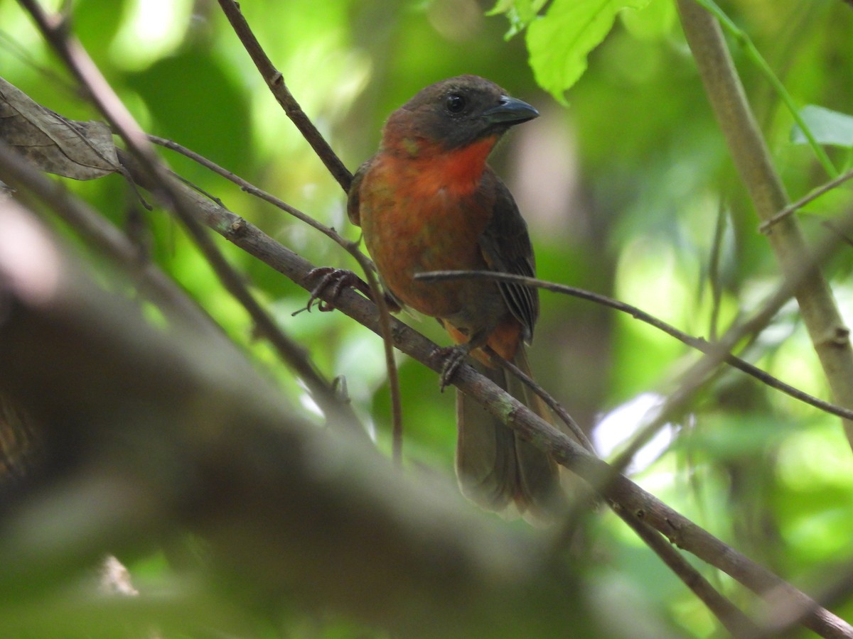 Red-throated Ant-Tanager - ML619242994