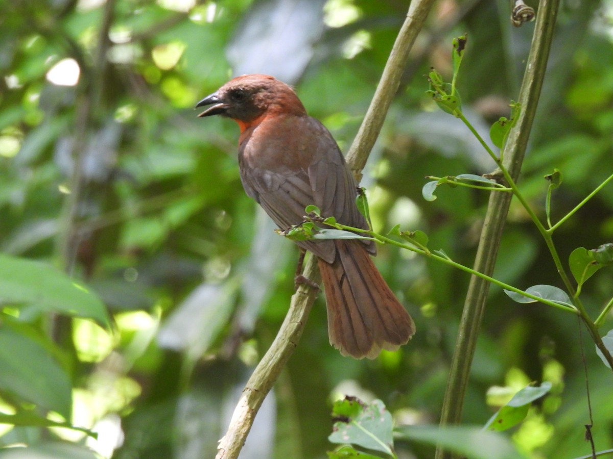 Red-throated Ant-Tanager - ML619242995