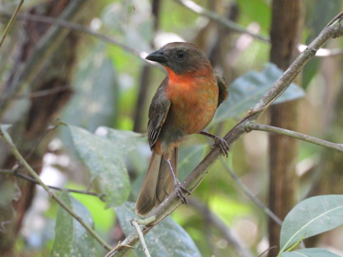 Red-throated Ant-Tanager - ML619242996