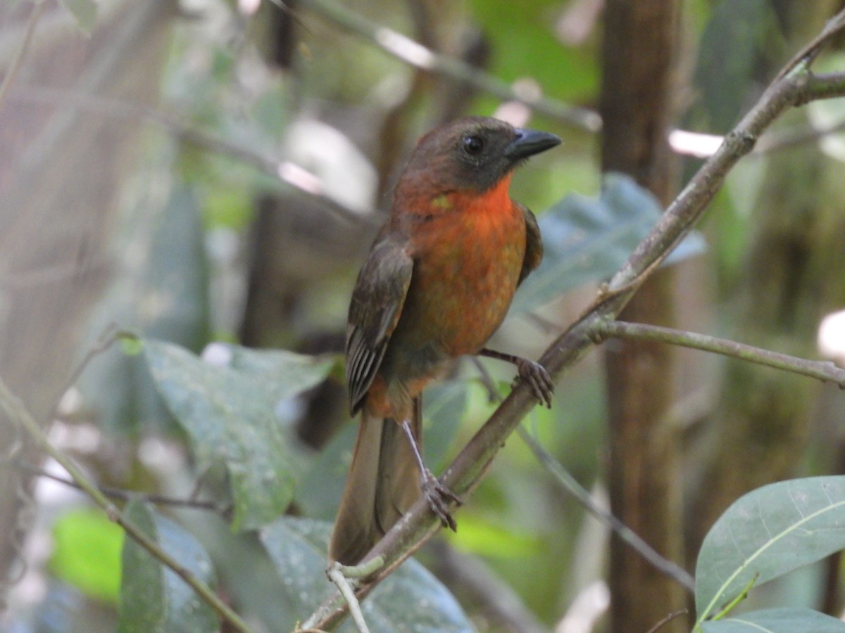 Red-throated Ant-Tanager - ML619242997