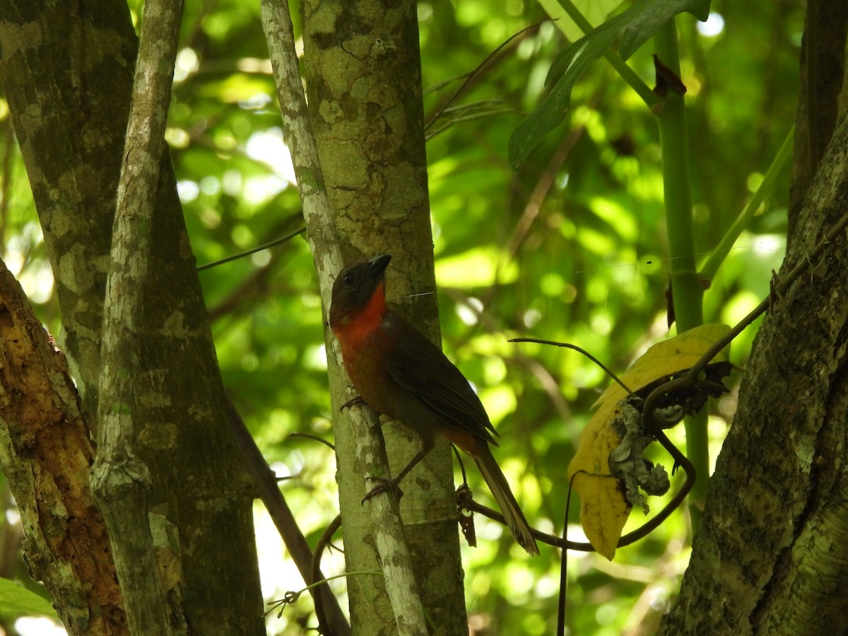 Red-throated Ant-Tanager - ML619242999