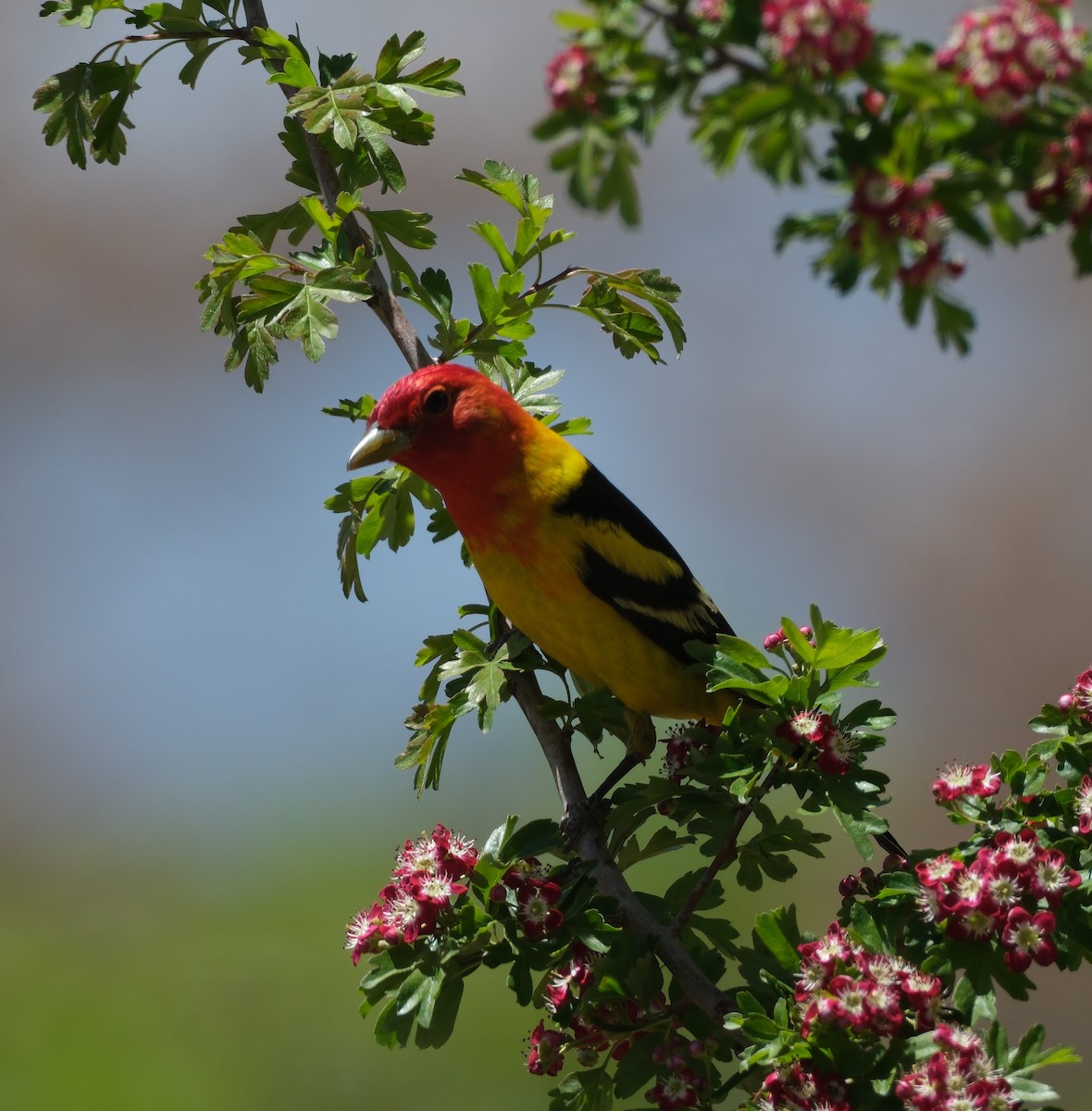 Western Tanager - ML619243007