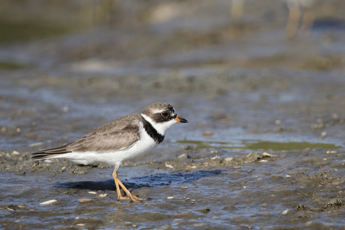 Semipalmated Plover - ML619243019