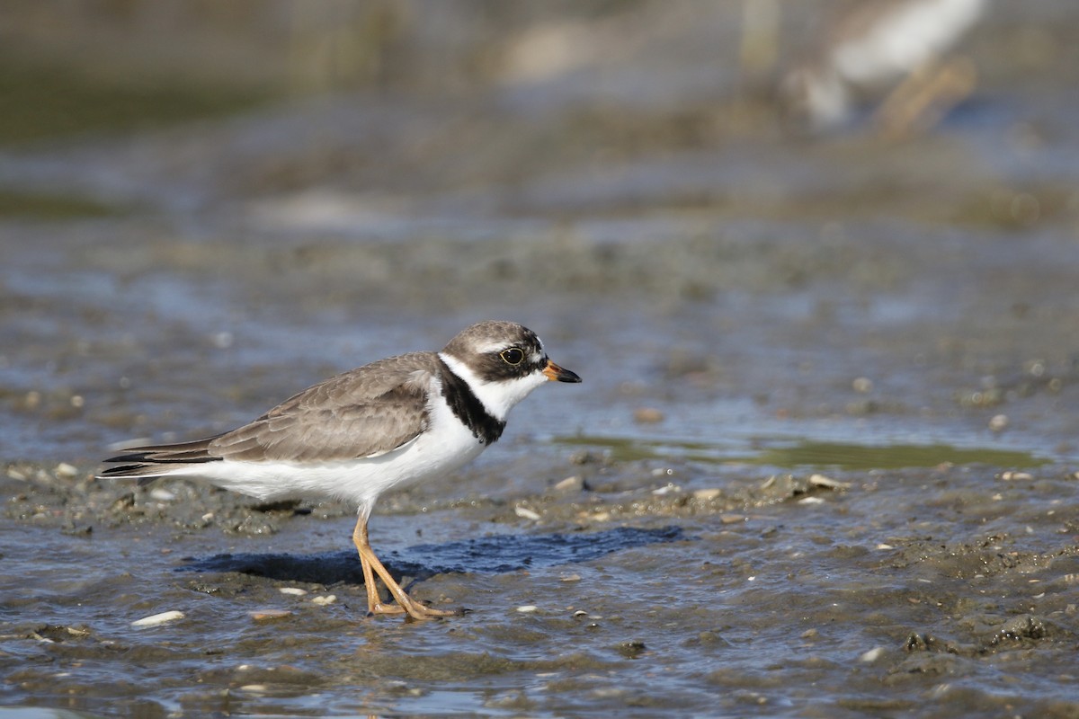 Semipalmated Plover - ML619243020