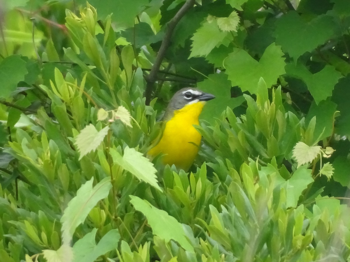 Yellow-breasted Chat - ML619243032