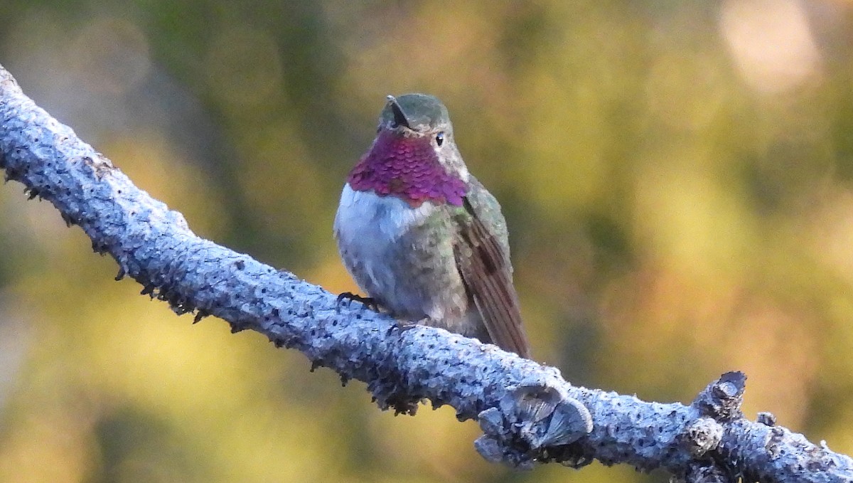 Broad-tailed Hummingbird - ML619243116