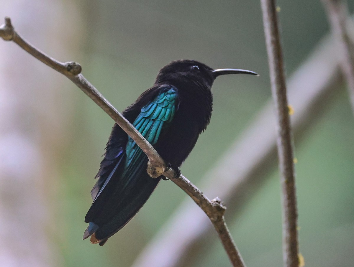 kolibřík nachovohrdlý - ML619243137