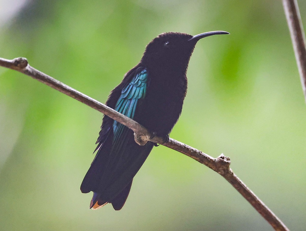 kolibřík nachovohrdlý - ML619243138