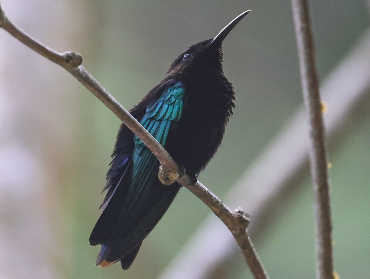 kolibřík nachovohrdlý - ML619243139