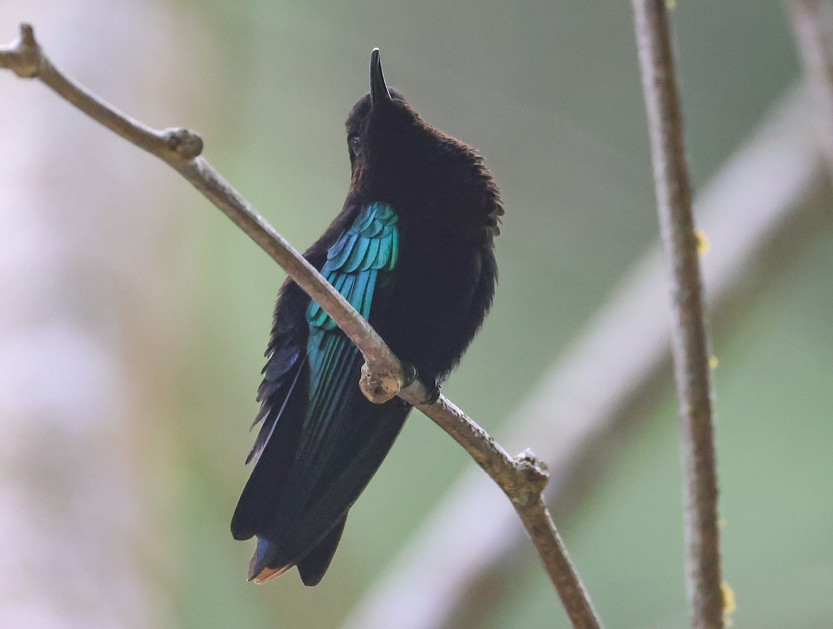 kolibřík nachovohrdlý - ML619243140