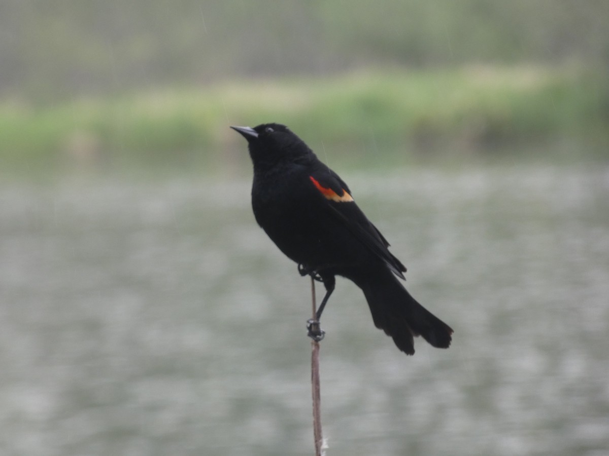 Red-winged Blackbird - ML619243253