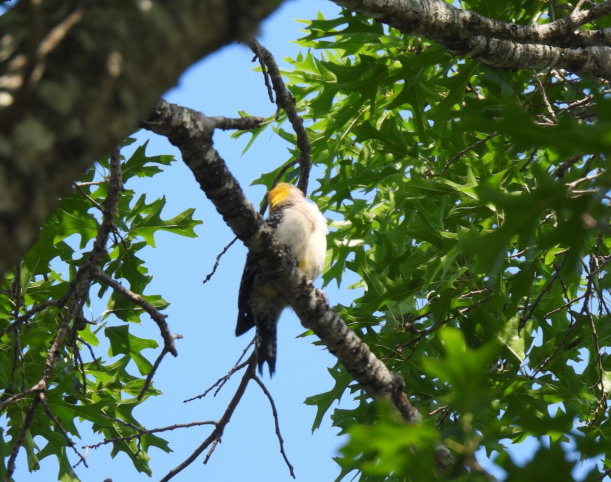 Golden-fronted Woodpecker - ML619243268