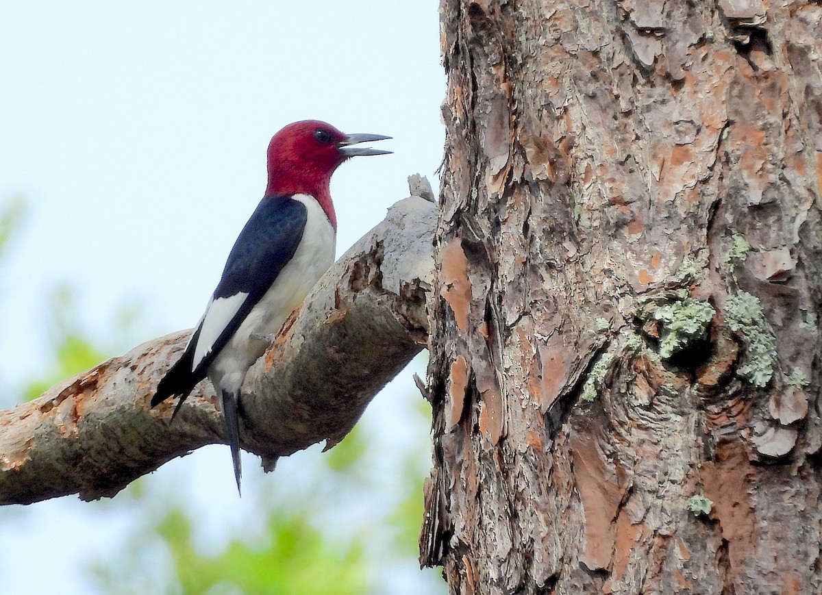 Red-headed Woodpecker - ML619243292