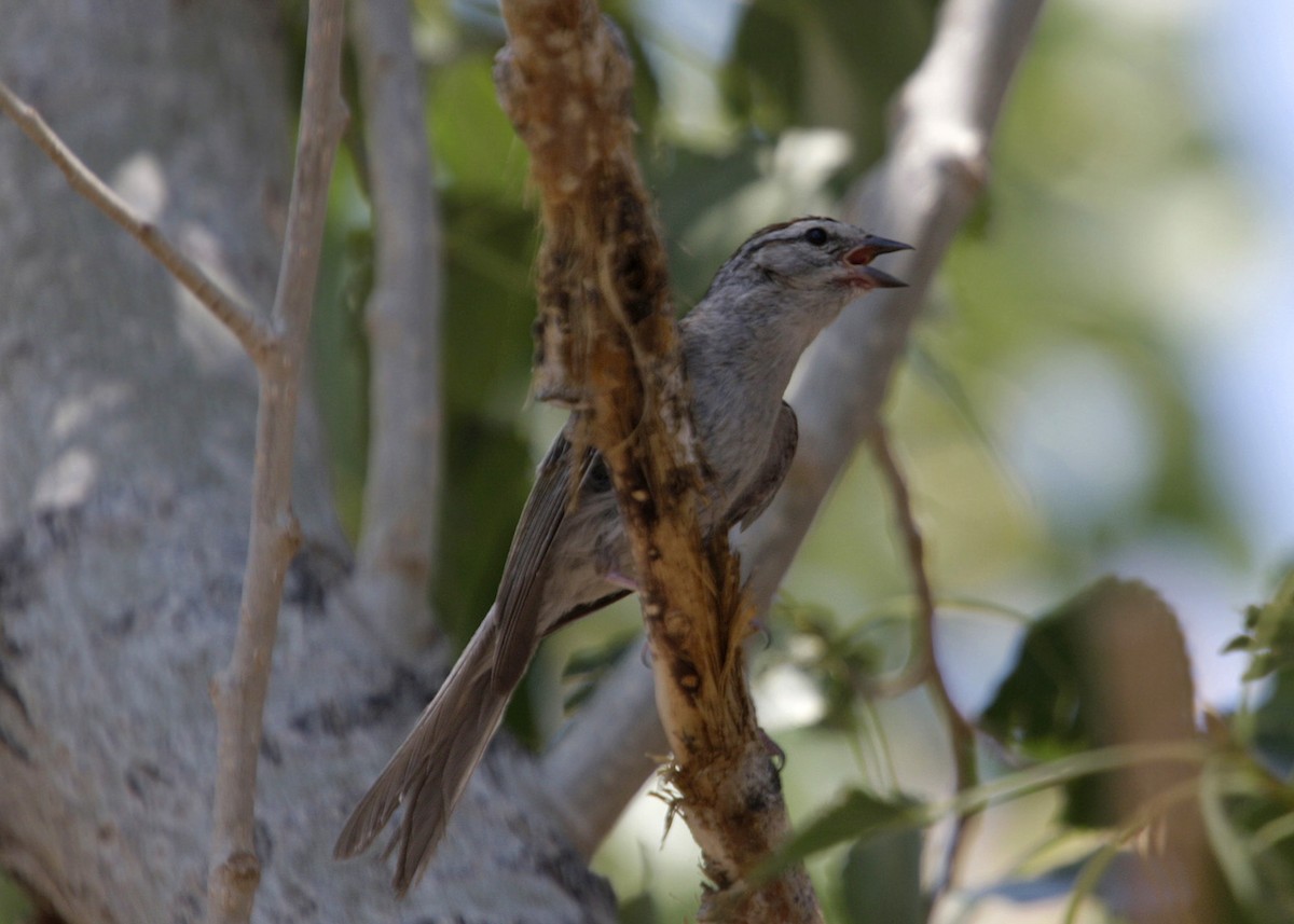 Chipping Sparrow - ML619243294