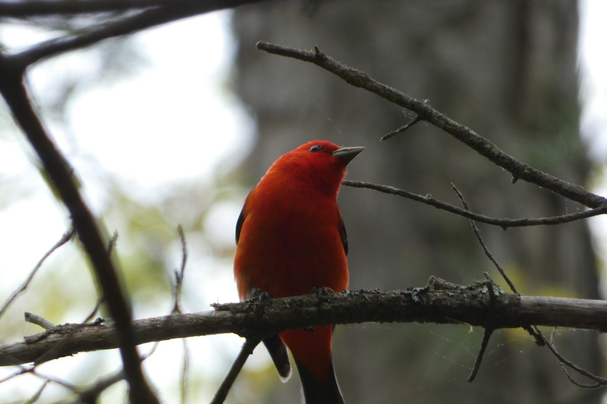 Scarlet Tanager - ML619243403