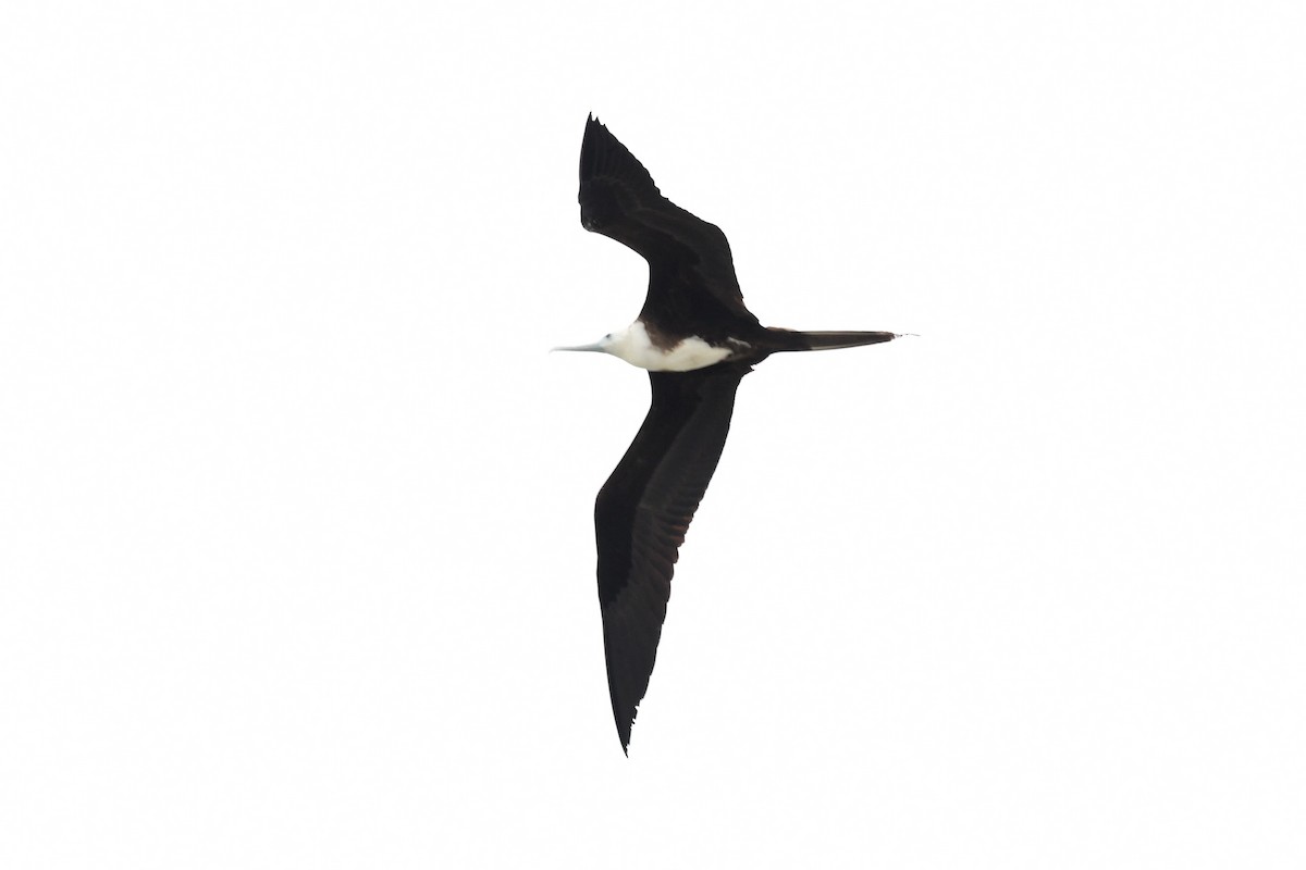 Magnificent Frigatebird - ML619243427