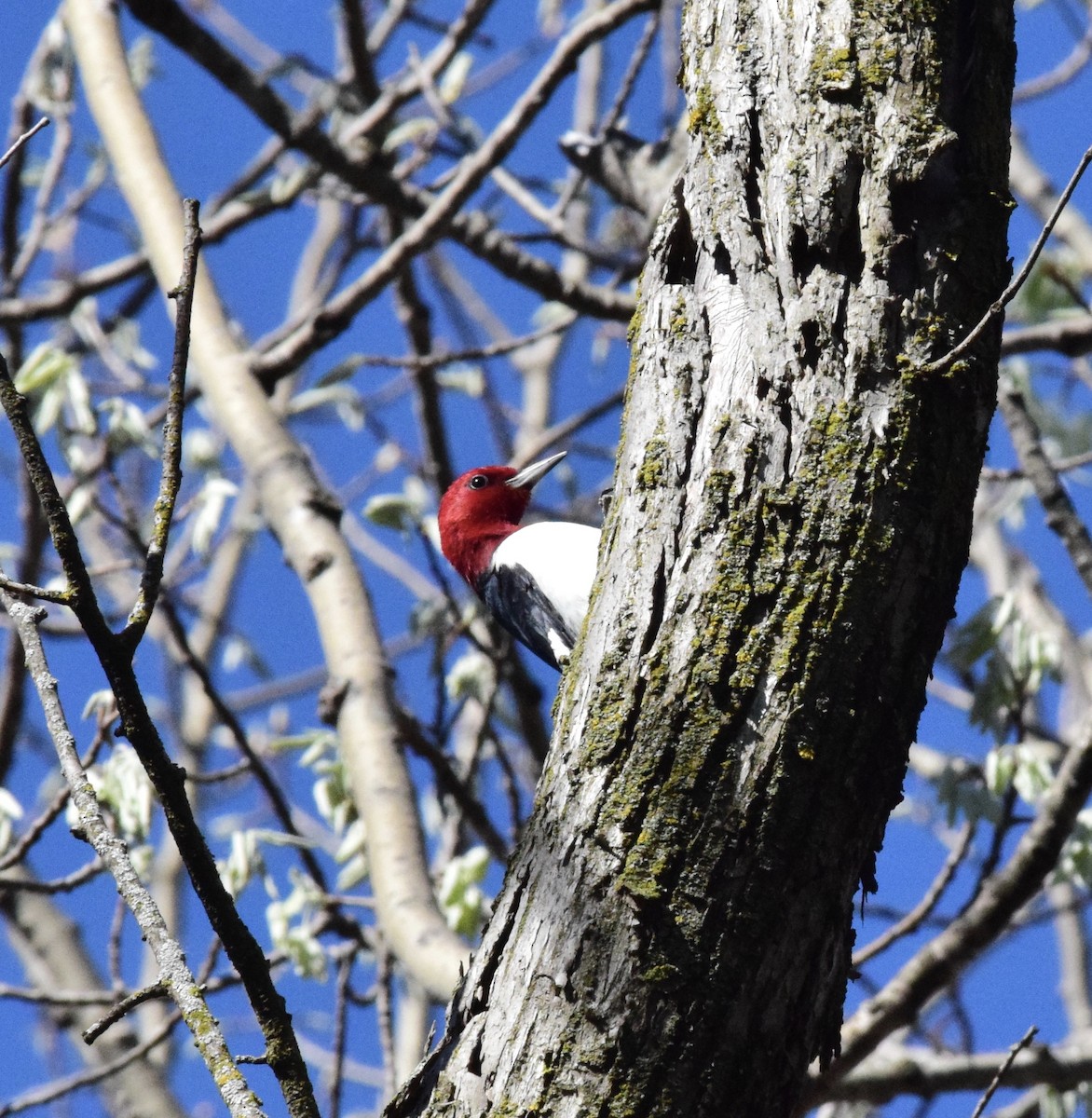 Red-headed Woodpecker - ML619243446