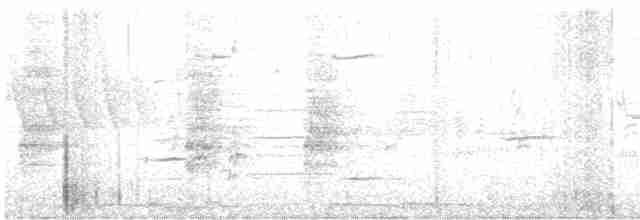 Rascón de Ridgway (yumanensis) - ML619243473