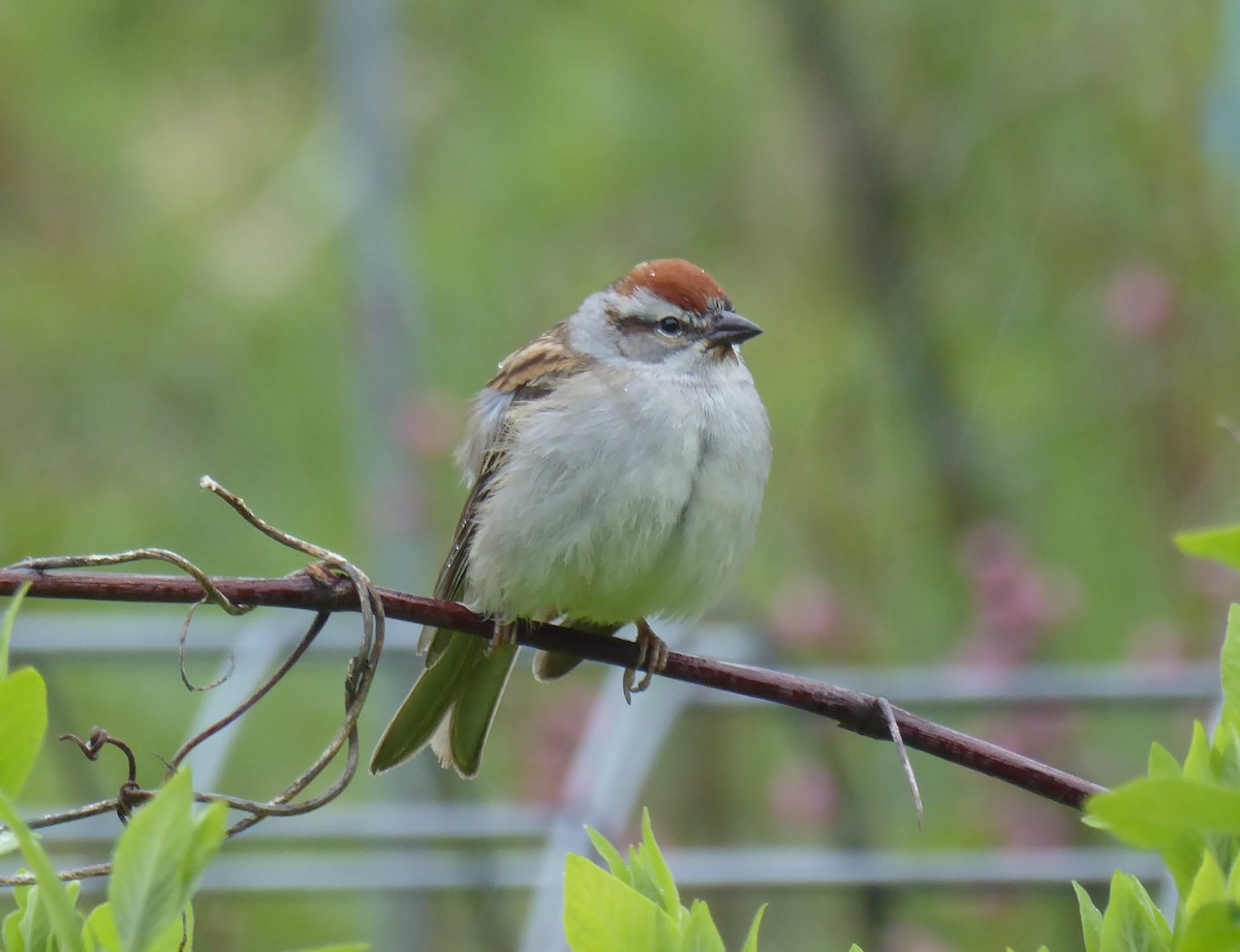 Chipping Sparrow - ML619243497