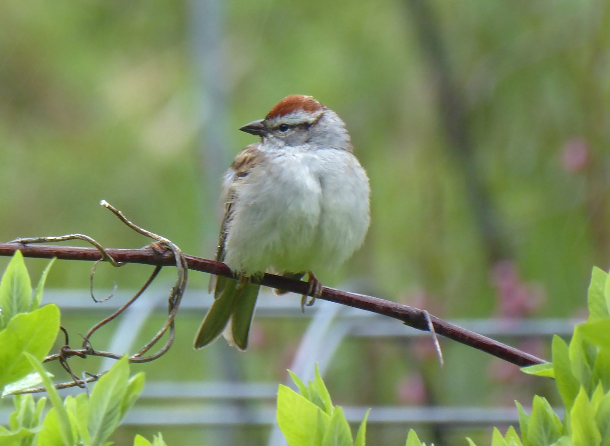 Chipping Sparrow - ML619243498